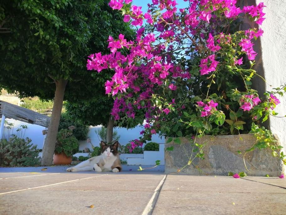 Villa Casa Jardin. Vivienda Rural En Zona Tranquila. Lucainena de las Torres Exterior foto