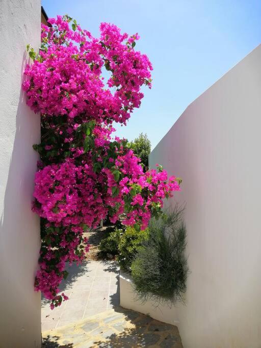 Villa Casa Jardin. Vivienda Rural En Zona Tranquila. Lucainena de las Torres Exterior foto