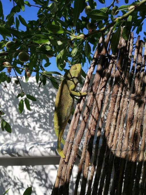 Villa Casa Jardin. Vivienda Rural En Zona Tranquila. Lucainena de las Torres Exterior foto